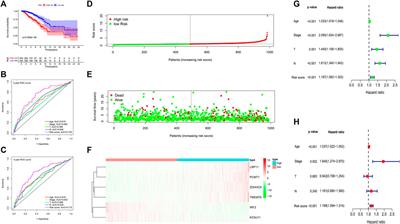 A Novel Gene Prognostic Signature Based on Differential DNA Methylation in Breast Cancer